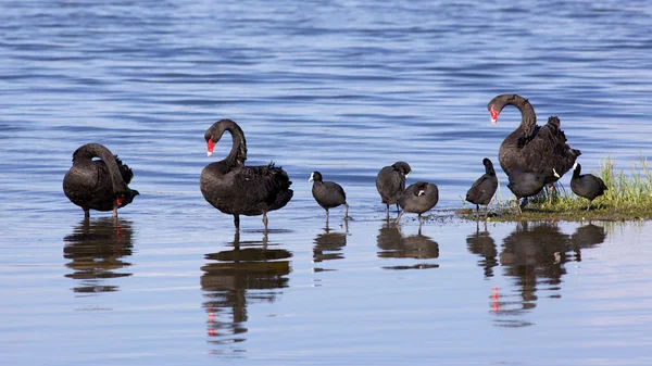 Swans and Coots — Stock Photo, Image