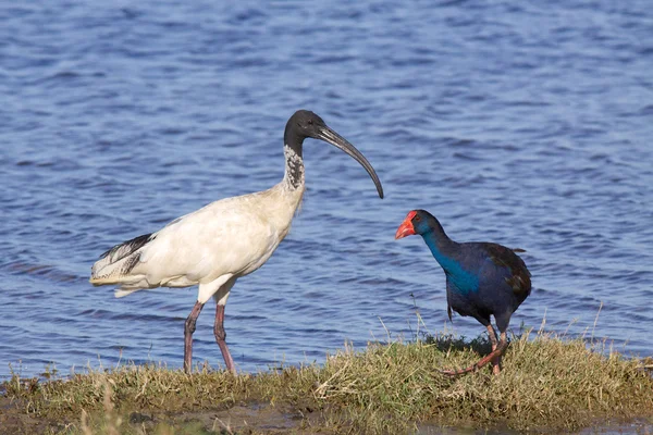 Ibis and Swamphen — Stock Photo, Image