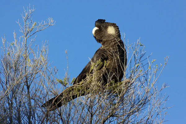 Cacatúa negra de factura corta —  Fotos de Stock