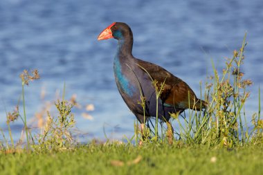 mor swamphen