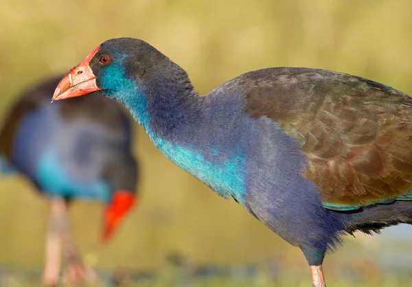 Swamphen viola — Foto Stock