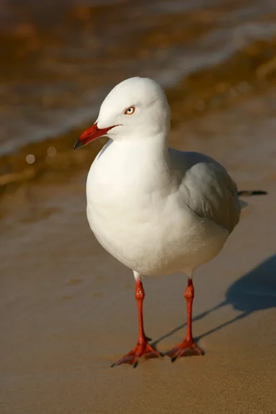 Silver Gull