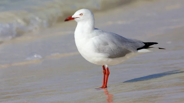 Silbermöwe — Stockfoto