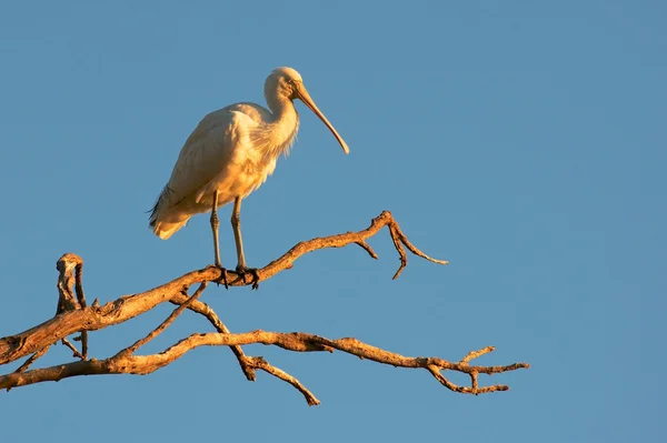 Yellow-Billed Spoonbill — Stock Photo, Image