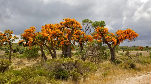 Australische kerstboom — Stockfoto