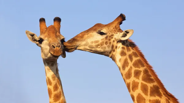 亲吻长颈鹿 — 图库照片