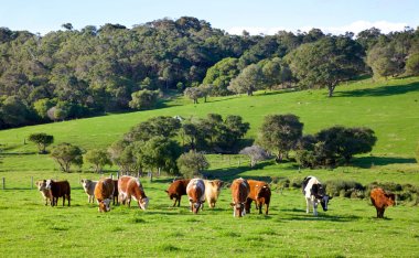 Australian Cattle Farm