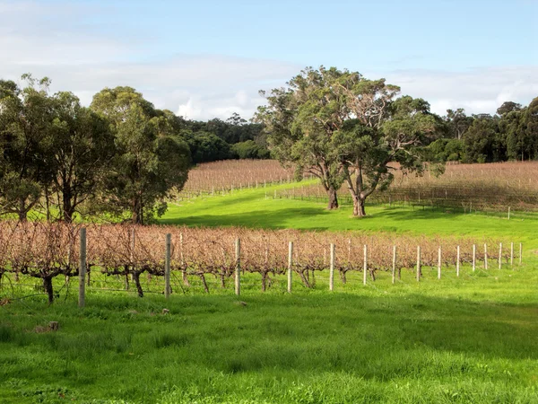 Australský vinice — Stock fotografie