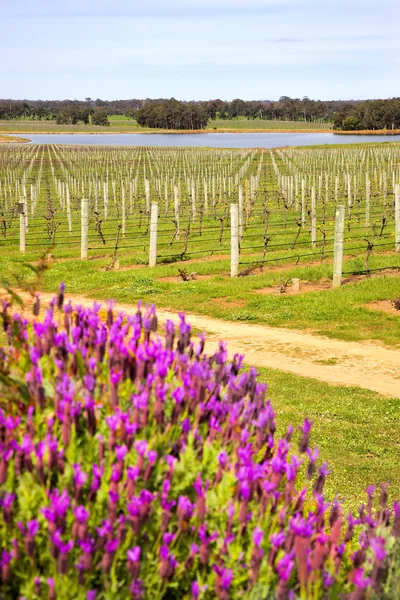 オーストラリアのブドウ園 — ストック写真