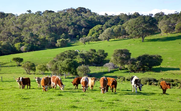 Fazenda de gado australiano Imagens De Bancos De Imagens