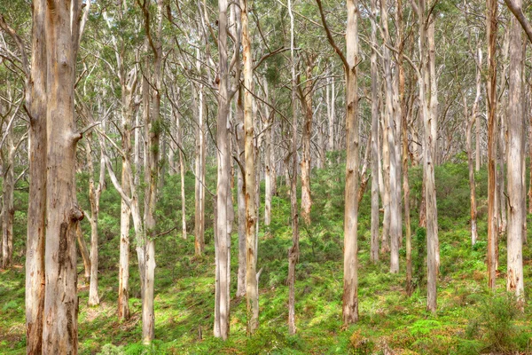 Floresta de karee boranup — Fotografia de Stock