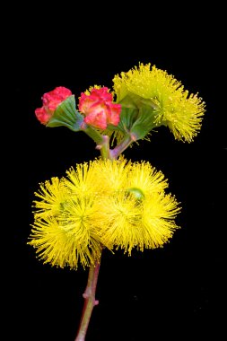 Avustralya çiçeği