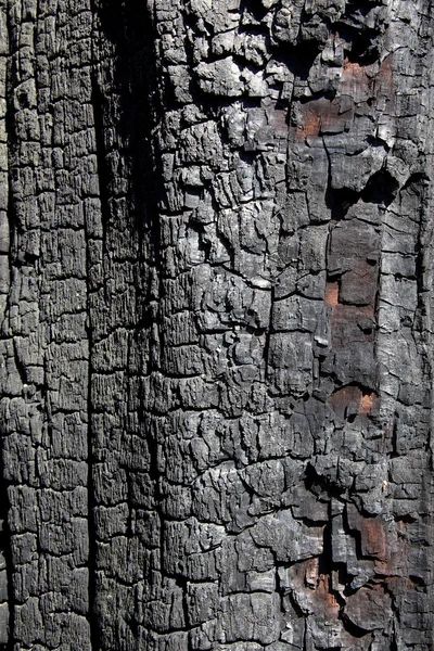 烧焦的树皮 — 图库照片