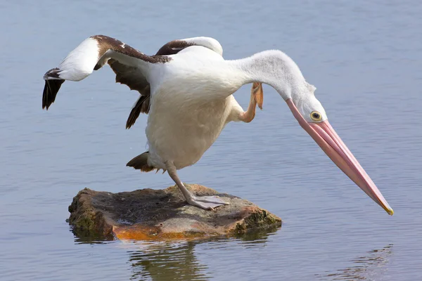 Australischer Pelikan — Stockfoto