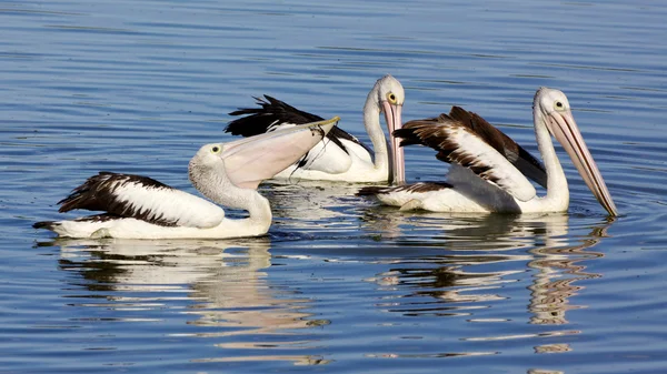 Australian Pelicans — Stock Photo, Image