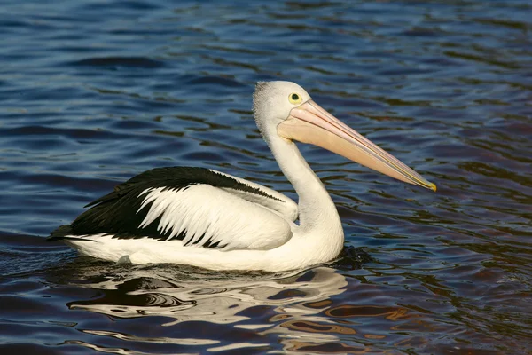 Australischer Pelikan — Stockfoto