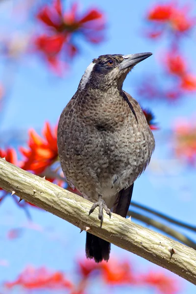 オーストラリア カササギ — ストック写真