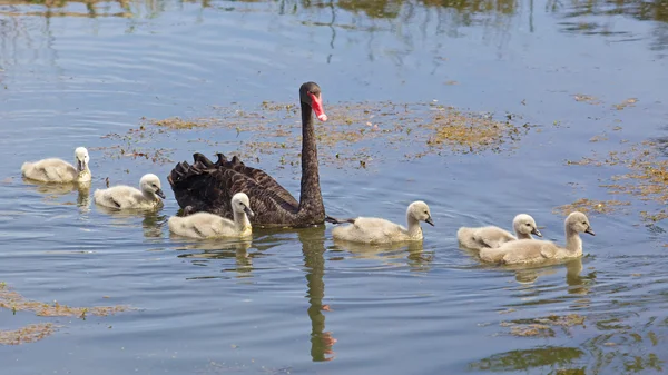 Zwarte zwaan en Rui — Stockfoto