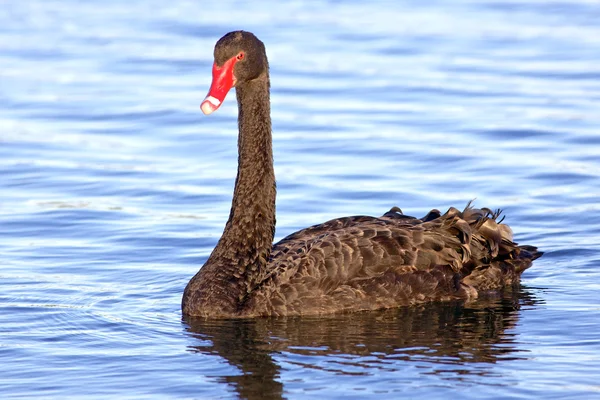 Black  Swan — Stock Photo, Image