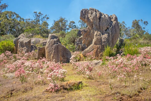 Voorjaarsbloemen Rotsformaties Het John Forrest National Park Bij Perth West — Stockfoto