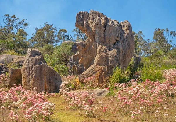 澳大利亚西部珀斯附近约翰福雷斯特国家公园的春天花朵和岩石形成 — 图库照片