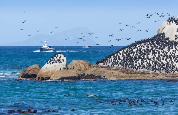 Der Kapkormoran Oder Kapshag Phalacrocorax Capensis Ist Ein Gefährdeter Vogel — Stockfoto