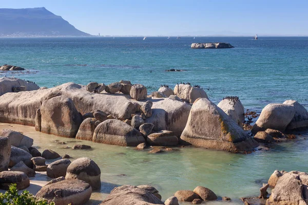 Кейптаун Бакланы Phalacrocorax Capensis Живописном Пляже Boulders Beach Национальном Парке — стоковое фото