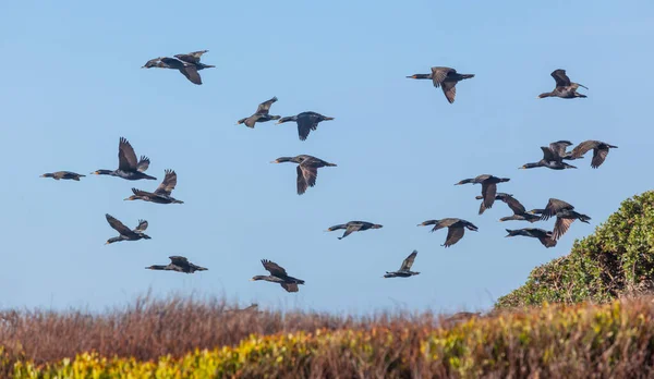 角角羚 Cape Cormorant或Cape Shag 是非洲西南部海岸特有的一种鸟类 — 图库照片