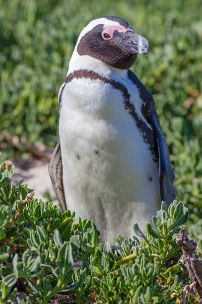 非洲企鹅 Spheniscus Demersus 也被称为南非企鹅 Cape Penguin 是一种只生活在南部非洲水域的企鹅 — 图库照片