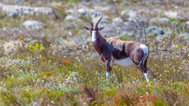 Güney Afrika 'daki Masa Dağı Ulusal Parkı' nın fynbos 'unda bir bontebok antilobu (Damaliscus pygargus dorcas)..