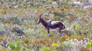 A young bontebok antelope (Damaliscus pygargus dorcas) with its mother in the fynbos of Table Mountain National Park, South Africa. clipart