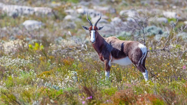 Antílope Bontebok Damaliscus Pygargus Dorcas Nos Fynbos Parque Nacional Montanha — Fotografia de Stock