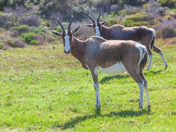 Pair Bontebok Antelope Damaliscus Pygargus Dorcas Table Mountain National Park — Stock Photo, Image