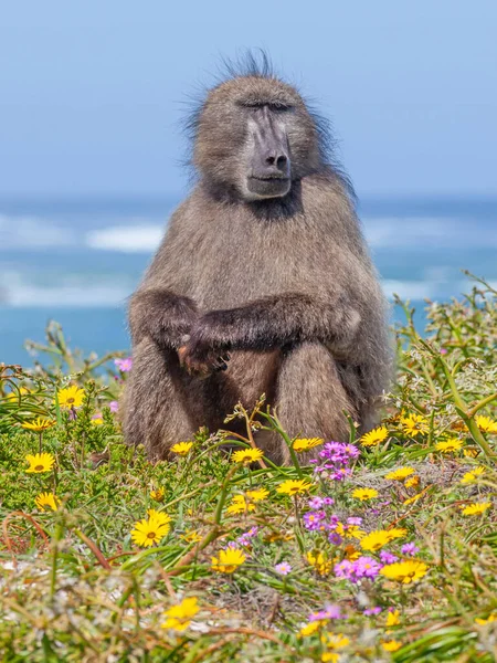 Babuíno Chacma Relaxando Perto Cabo Boa Esperança Parque Nacional Table — Fotografia de Stock