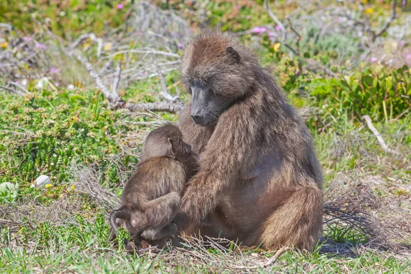 Žena Chacma Pavián Krmení Své Dítě Národním Parku Table Mountain — Stock fotografie