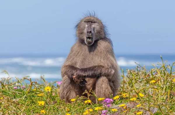 Babuino Chacma Relajándose Cerca Del Cabo Buena Esperanza Parque Nacional —  Fotos de Stock