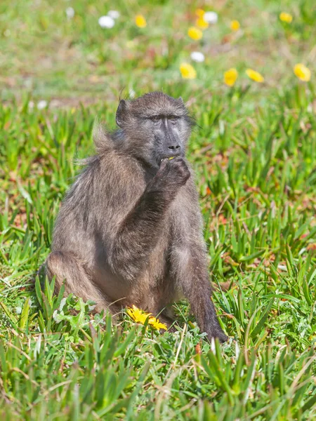Chacma Baboon Feeding Table Mountain National Park South Africa — Stock Photo, Image