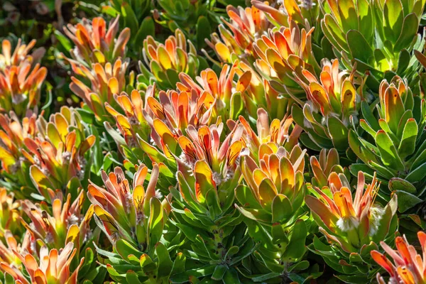 Fotograferad Table Mountain National Park Mimetes Cucullatus Medlem Proteaceae Familjen — Stockfoto