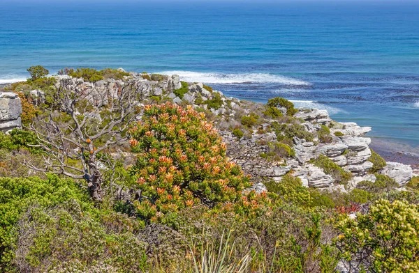 南アフリカ共和国ケープ半島のテーブルマウンテン国立公園の良い希望の岬の海岸風景 — ストック写真