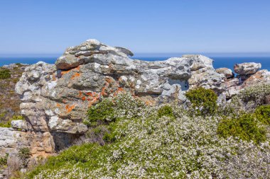 Güney Afrika 'daki Masa Dağı Ulusal Parkı' ndaki Ümit Burnu yakınlarında bir kayanın üzerindeki Lichen desenleri..