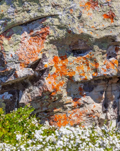 Лишайник Скале Около Мыса Доброй Надежды Национальном Парке Table Mountain — стоковое фото