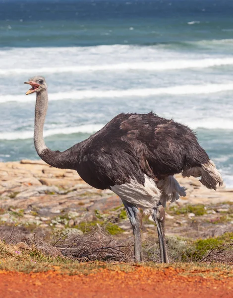 A male ostrich near the Cape of Good Hope in Table Mountain National Park, South Africa. The Atlantic Ocean is in the background.