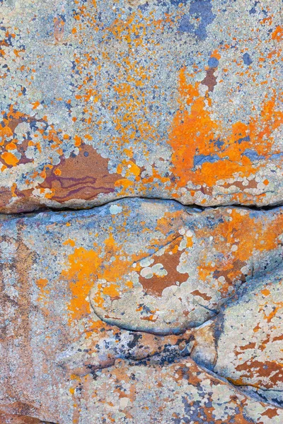 Lichen Patterns Rock Cape Good Hope Table Mountain National Park — Stock Photo, Image