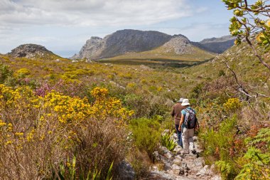 Güney Afrika 'da Cape Town yakınlarındaki Masa Dağı Ulusal Parkı' nın Silvermine bölgesinde yürüyüş yapan kadınlar.