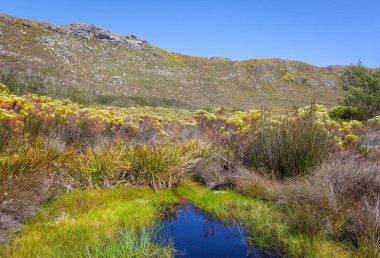 Güney Afrika Cape Town yakınlarındaki Masa Dağı Ulusal Parkı 'nın Silvermine bölgesinde büyüyen Fynbos.