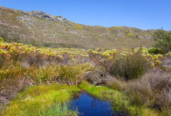 Fynbos Growing Silvermine Area Table Mountain National Park Cape Town — 图库照片