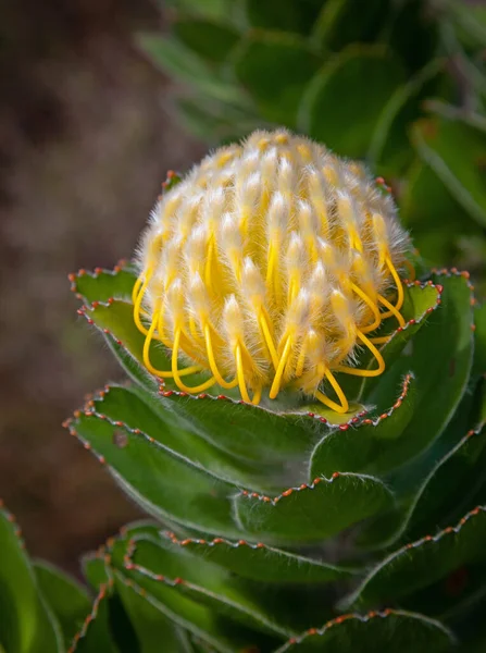 Leucospermum Creciendo Table Mountain National Park Western Cape Sudáfrica — Foto de Stock