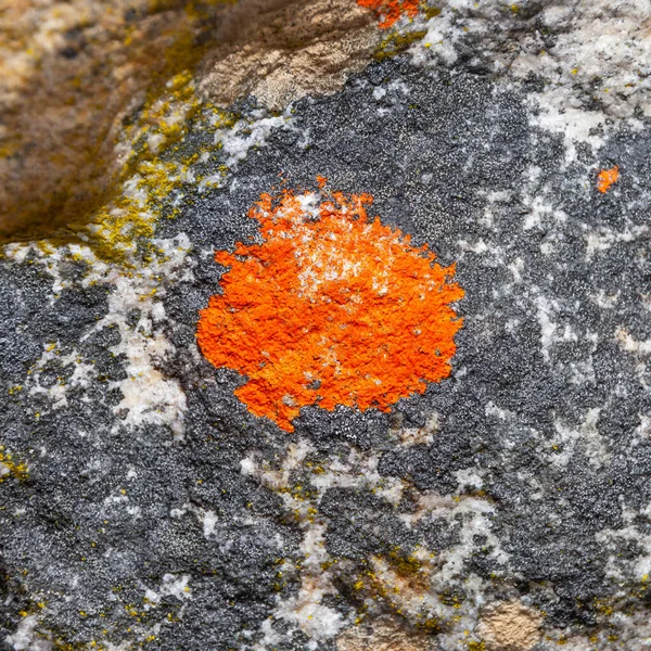 Abstract Lichen Pattern Rock Table Mountain National Park Cape Town — Stock Photo, Image