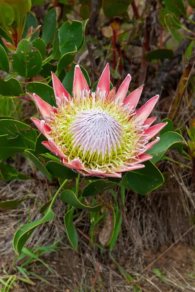 King Giant Protea Protea Cynaroides South Africa National Flower Growing — Stock Photo, Image