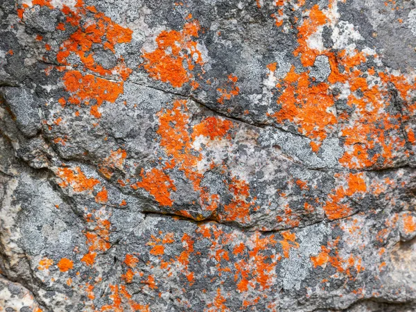 南非开普敦附近的桌山国家公园岩石上的地衣图案摘要 — 图库照片